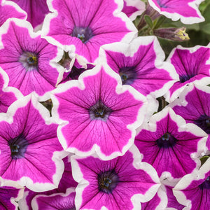 Petunia Supertunia Hoopla Vivid Orchid - 11" Hanging Basket