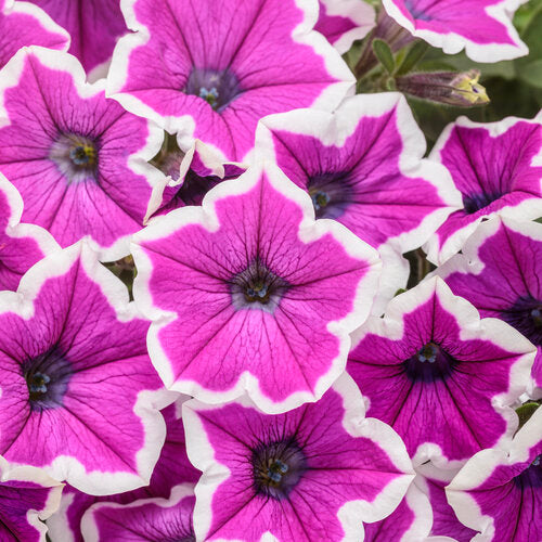 Petunia Supertunia Hoopla Vivid Orchid - 11" Hanging Basket