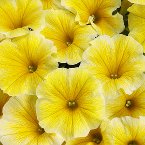 Petunia Supertunia Saffron Finch - 11" Hanging Basket
