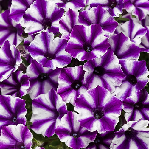 Petunia Supertunia Mini Vista Violet Star - 4.25" Proven Winners Annual
