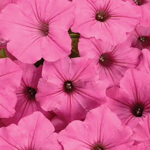 Petunia Supertunia Vista Bubblegum - 4.25" Proven Winners Annual