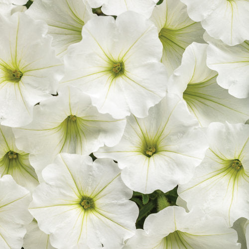 Petunia Supertunia Vista Snowdrift - 4.25" Proven Winners Annual