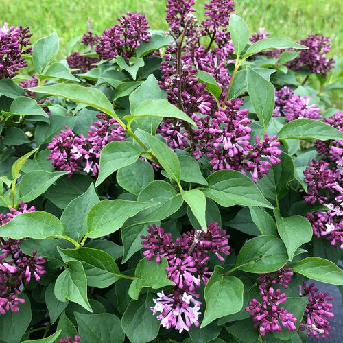 Syringa Baby Kim