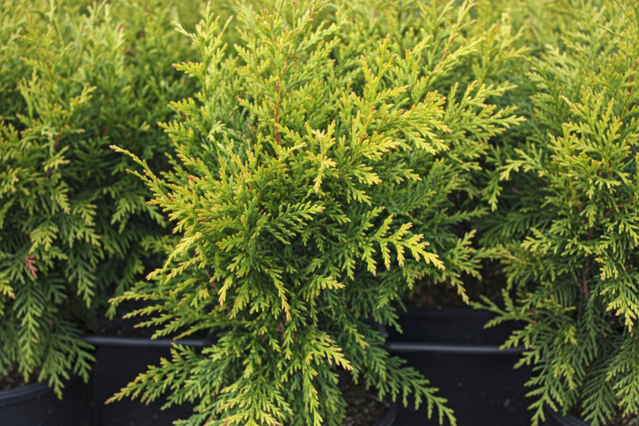 Arborvitae  Green Giant