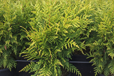Arborvitae  Green Giant