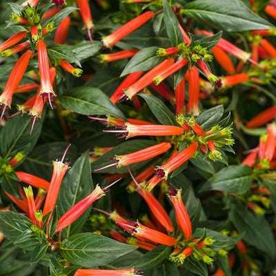 Cuphea Vermillionarie - 4.25" Proven Winners Annual