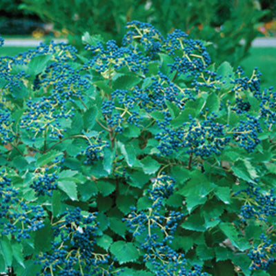 Viburnum Blue Muffin