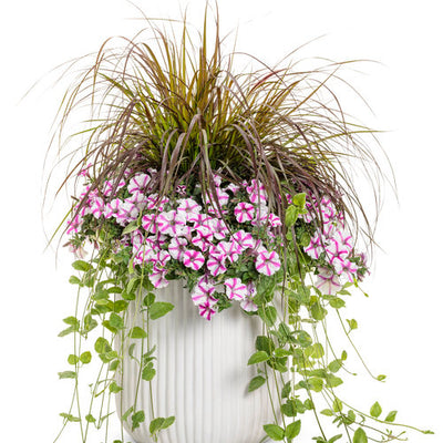 Vinca Vine 'Variegata' - 4" Accent Plant