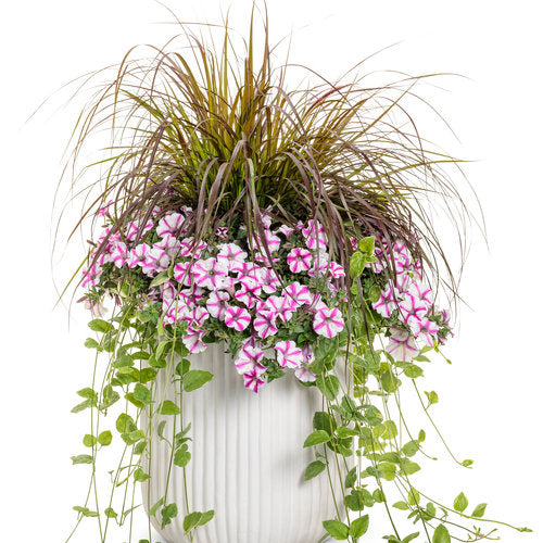 Vinca Vine 'Variegata' - 4" Accent Plant