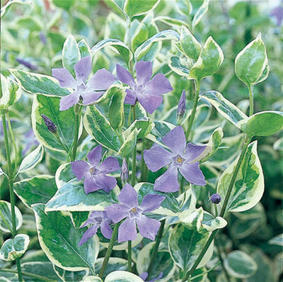Vinca Vine 'Variegata' - 4" Accent Plant
