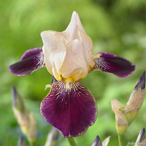 Iris Flags Salonique