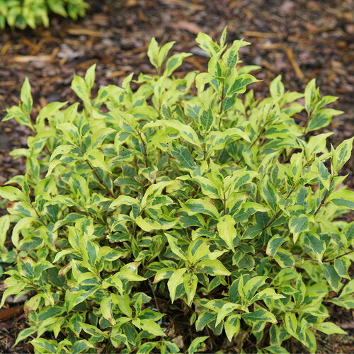 Weigela Bubbly Wine