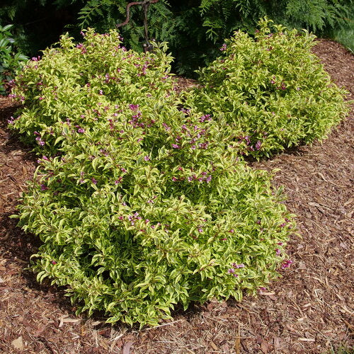 Weigela Bubbly Wine