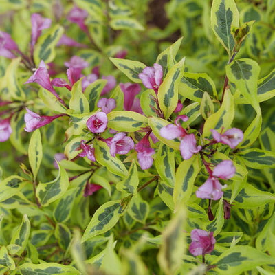 Weigela Bubbly Wine