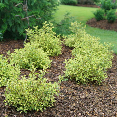Weigela Bubbly Wine