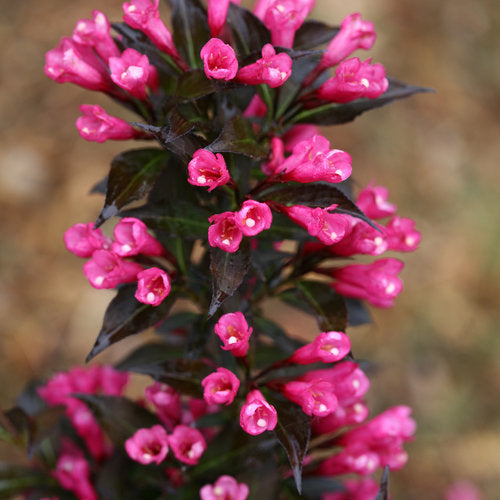 Weigela Spilled Wine
