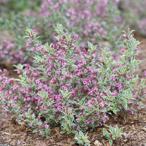 Weigela My Monet Purple Effect