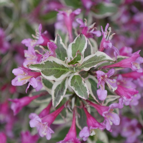 Weigela My Monet Purple Effect
