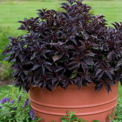Weigela Spilled Wine