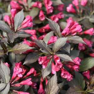 Weigela Spilled Wine
