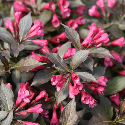 Weigela Spilled Wine
