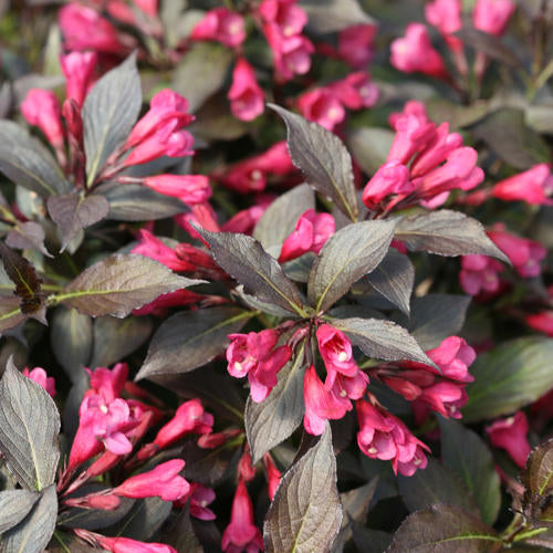 Weigela Spilled Wine